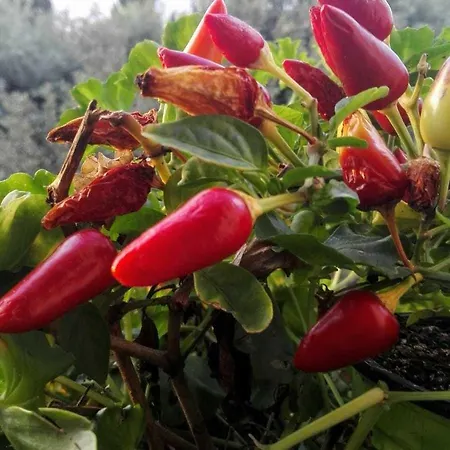 Pensjonat Il Vecchio Fauno